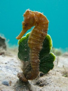 Seahorse by Susan Gardner at Blue Heron Bridge 2012