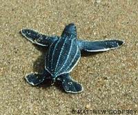Leatherback Baby