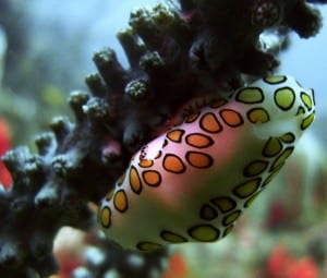 Flamingo Tongue snail
