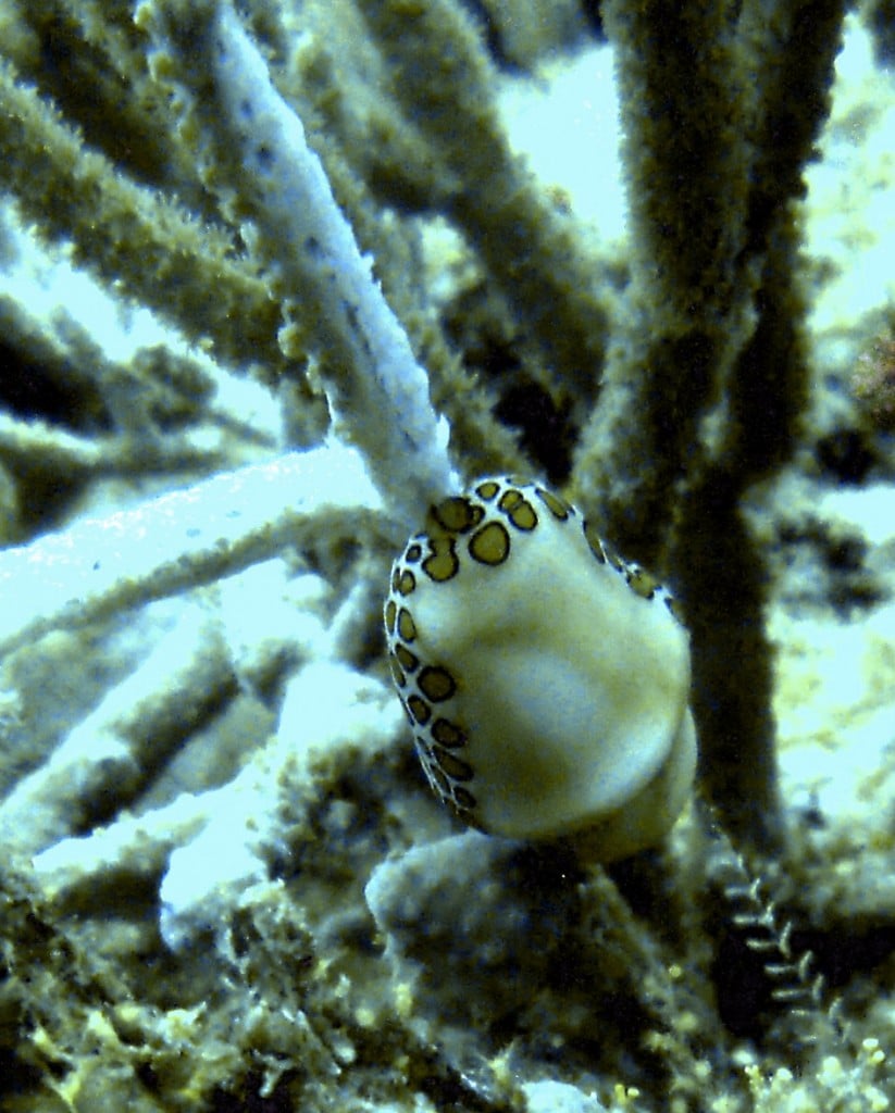 Flamingo Tongue Snail