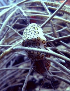 Flamingo Tongue Snail