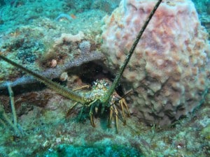 Spiny Lobster