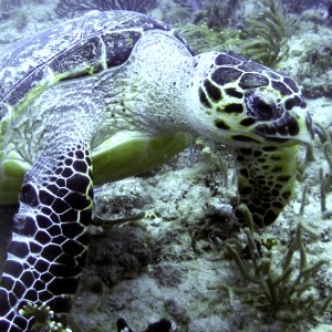 hawksbill sea turtle