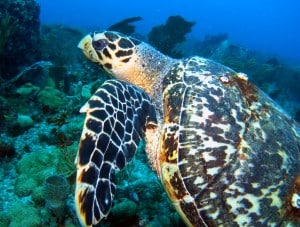 hawksbill sea turtle