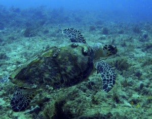 hawksbill sea turtle