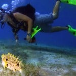 striped burrfish and diver