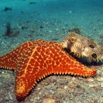 sea star and striped burrfish