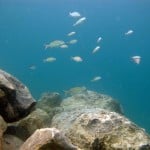 Blue Heron Bridge Rock Pile