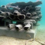 Blue Heron Bridge Reef Cell