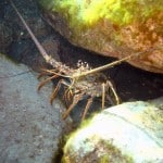 Blue Heron Bridge Lobster in New Rocks