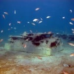 Blue Heron Bridge Reef Cell with Bait Fish