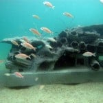 Blue Heron Bridge Reef Cell with Fish