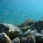 Blue Heron Bridge New Rock Pile with Fish
