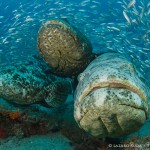 Goliath Grouper