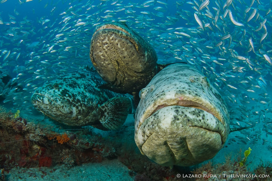 Goliath Grouper West Palm Beach:  Dive Report
