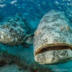 Goliath Grouper up close