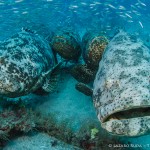 Goliath Grouper Zion Wreck