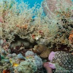 Golden Spotted Eel