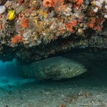 Goliath under ledge