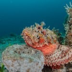 Scorpion fish Palm Beach