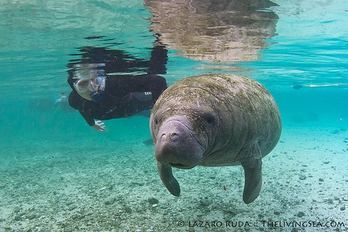 Manatee Trip