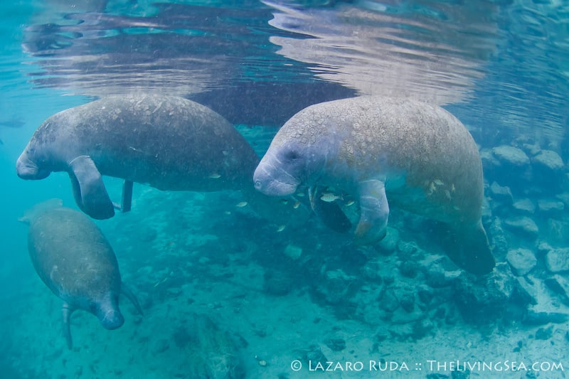 Manatees