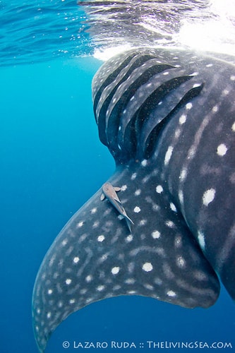 Whale shark identification