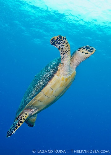 7252684754_093fcdd7ed