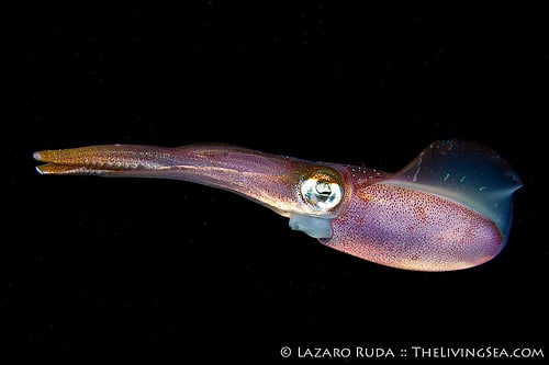 7082315811_dfbd3277a0