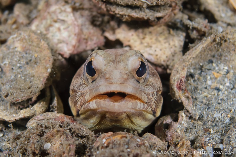 Jawfish