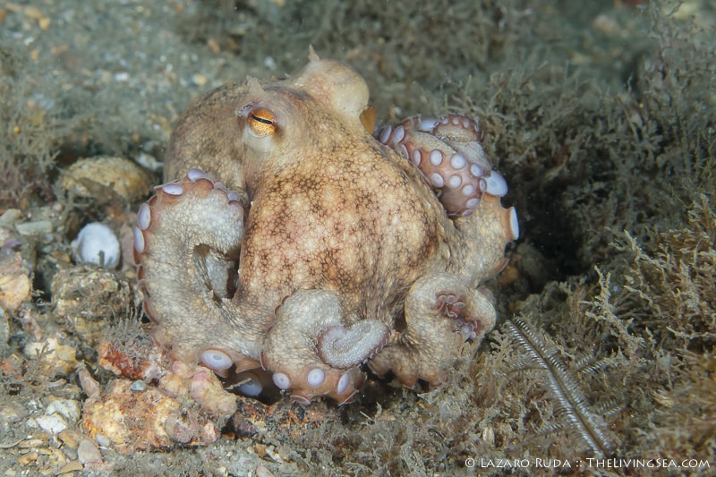 Common octopus swirls its arms