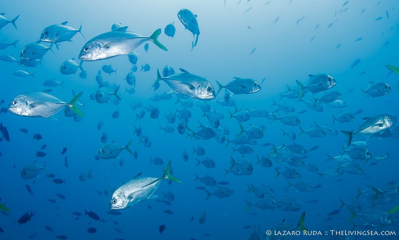 Hundreds of horse-eyed jacks circle the divers