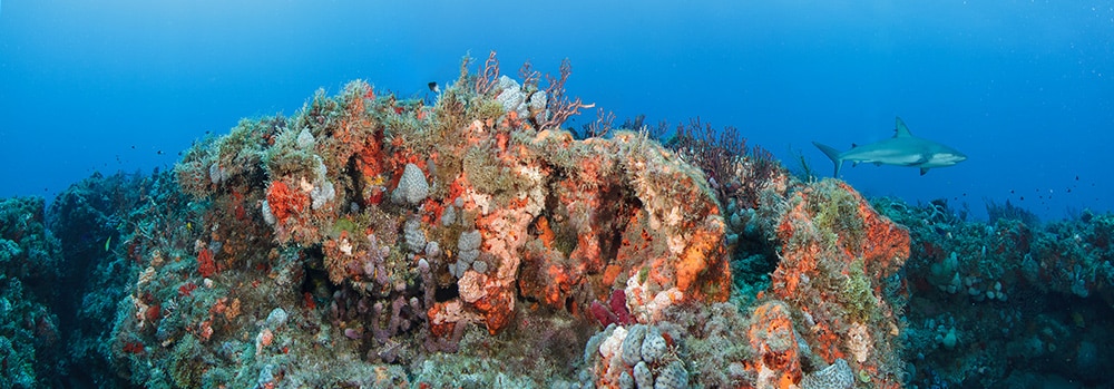 The beautiful reef at Shark Canyon.