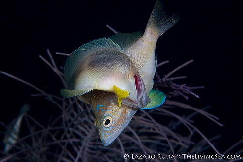 Spawning hamlets - Simultaneous hermaphrodites