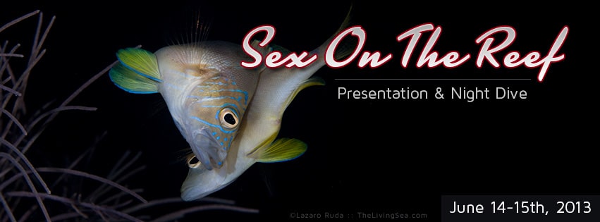 Sex-on-the-Reef