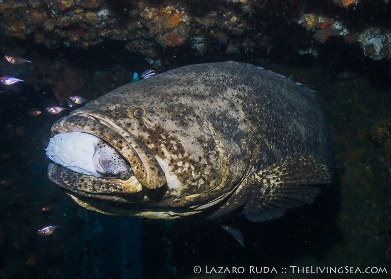 Goliath Grouper Feeding Photo
