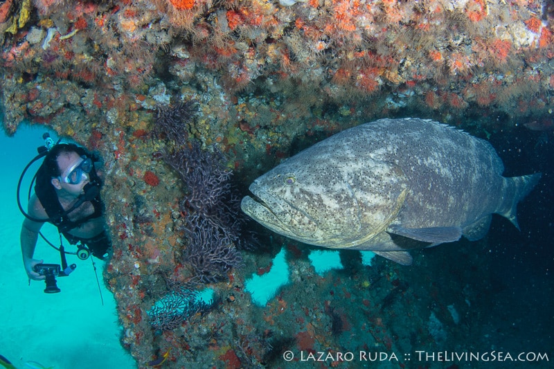 Goliath Grouper Survey