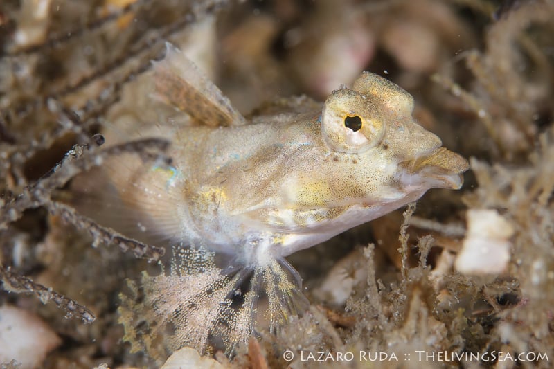 A female lancer dragonette traveling through the algae tuft.