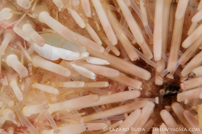 A tiny squat shrimp hides in the spines of a sea urchin.
