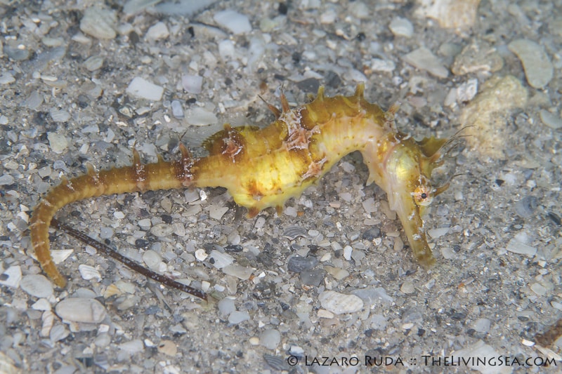 A sad sight to see.. A juvenile seahorse dying much too young.