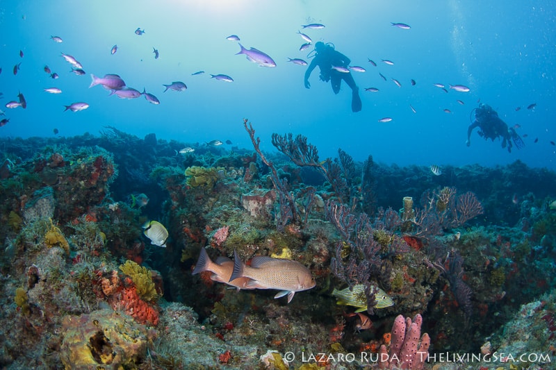 A rainbow has nothing on the colors of the reef of Palm Beach.