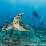 Palm Beach Drift Dive