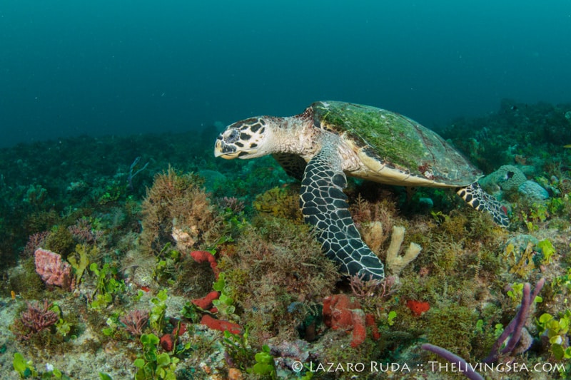 Even local wildlife such as this hawksbill whose home range is within Juno Ledges has algae growing on its shell.