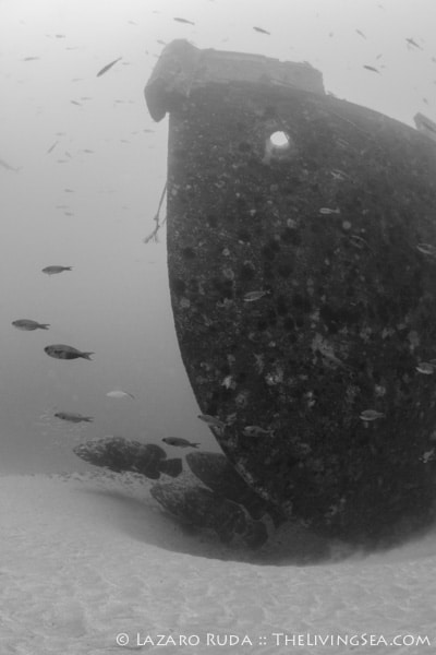 Goliath groupers have begun to make the Danny their new home.