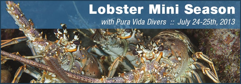 Lobster Mini Season