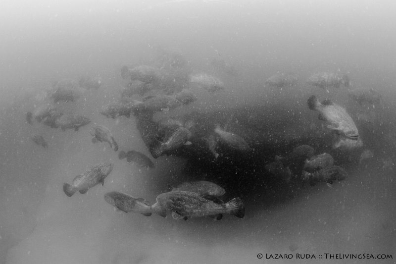 1004827_225193500967582_904524099_n