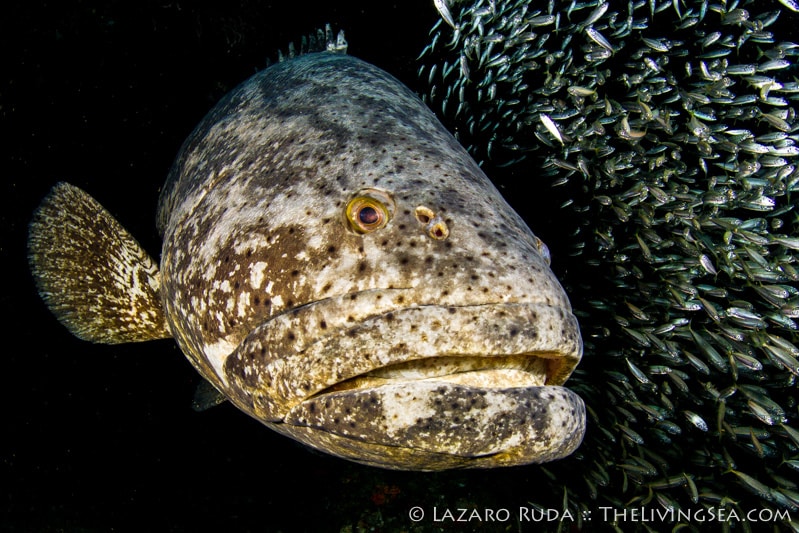 Goliath grouper weight and size