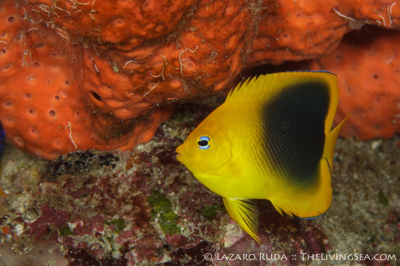 Juvenile rock beauty: Holacanthus tricolor