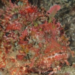 Diving Riviera Beach