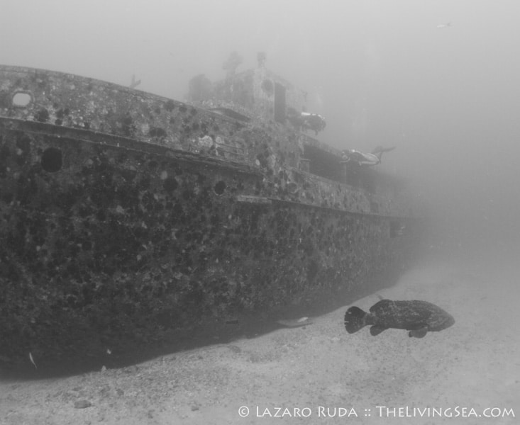 Goliath grouper on the Danny McCauley Memorial Reef